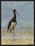 Zwarte Ooievaar, Black Stork, Ciconia nigra Location: Skala Kaloni, Greece (Lesbos) zwarte ooievaar 7D 4010 kopie
